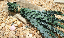 Load image into Gallery viewer, Eucalyptus Shower Bundle